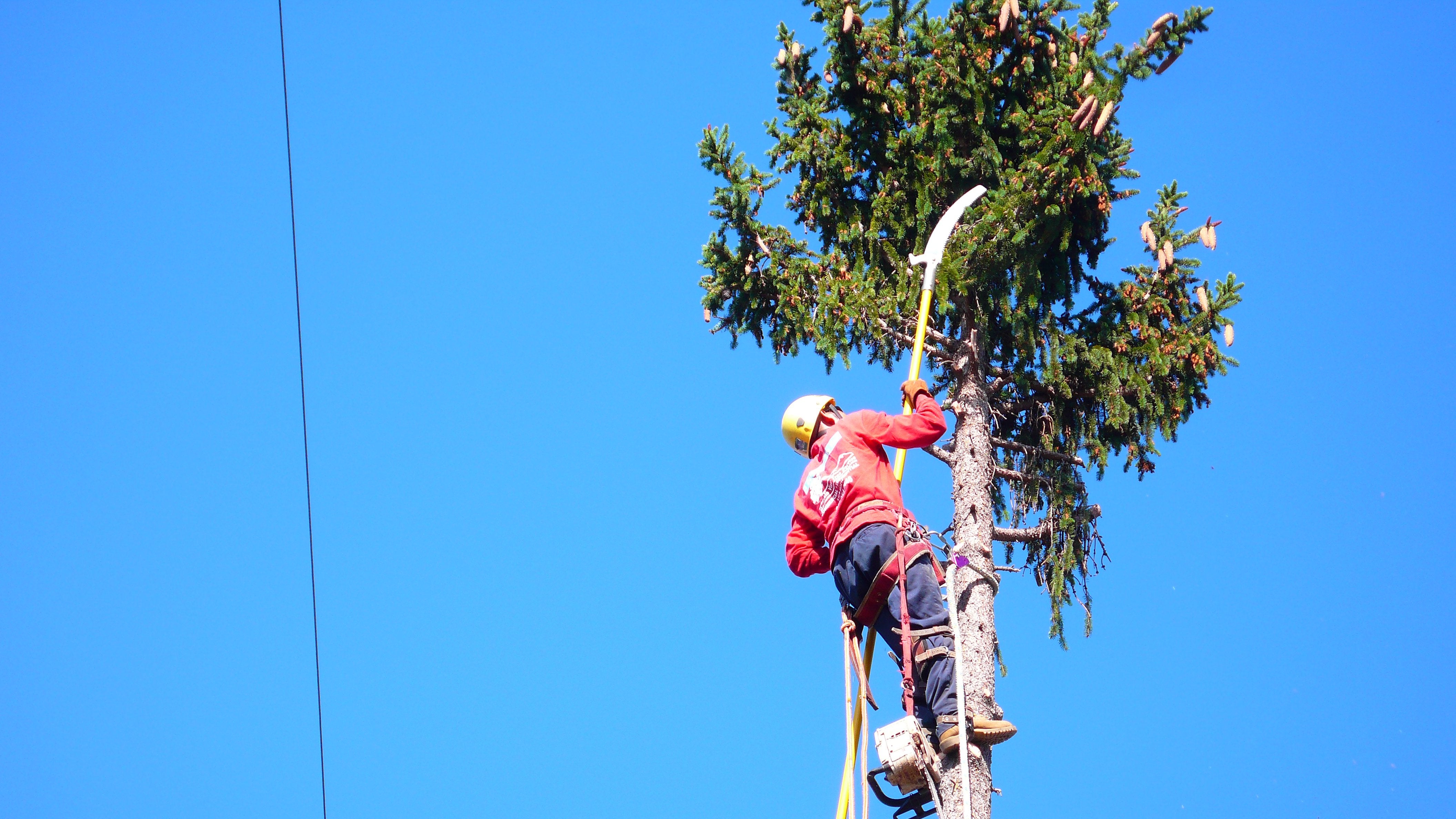 Redwood Removal