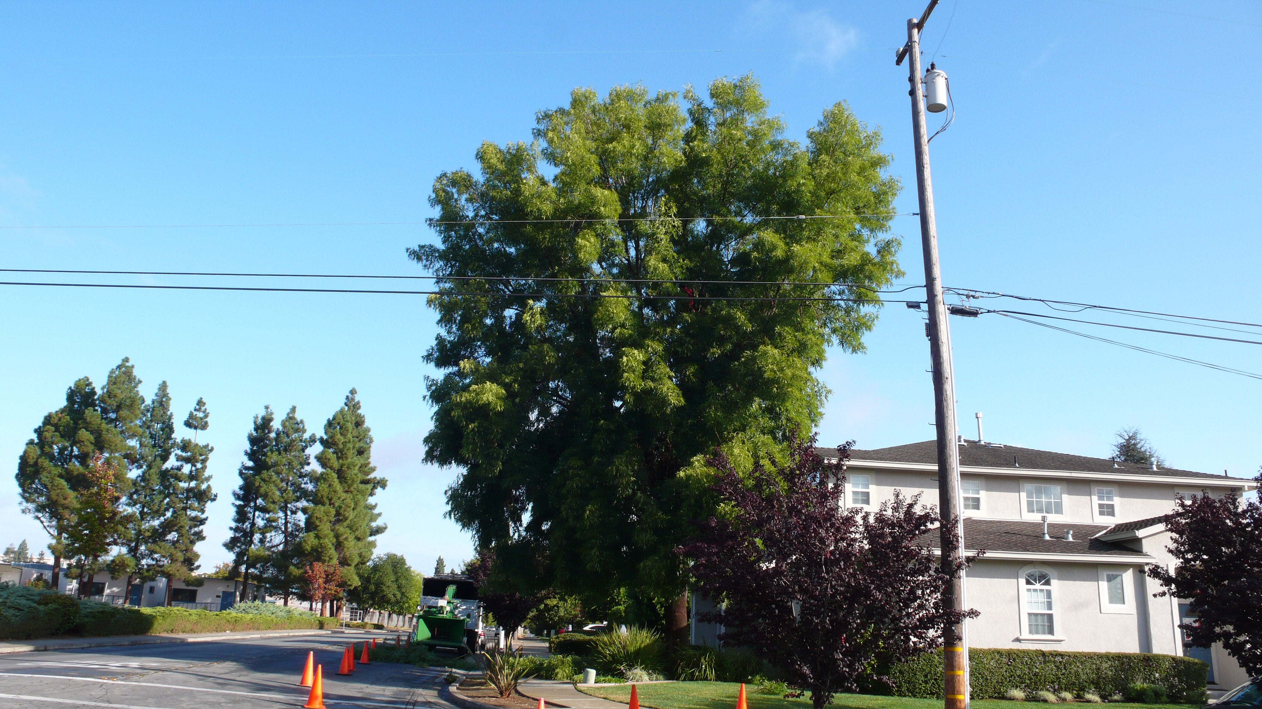 Modesto Ash Thinning