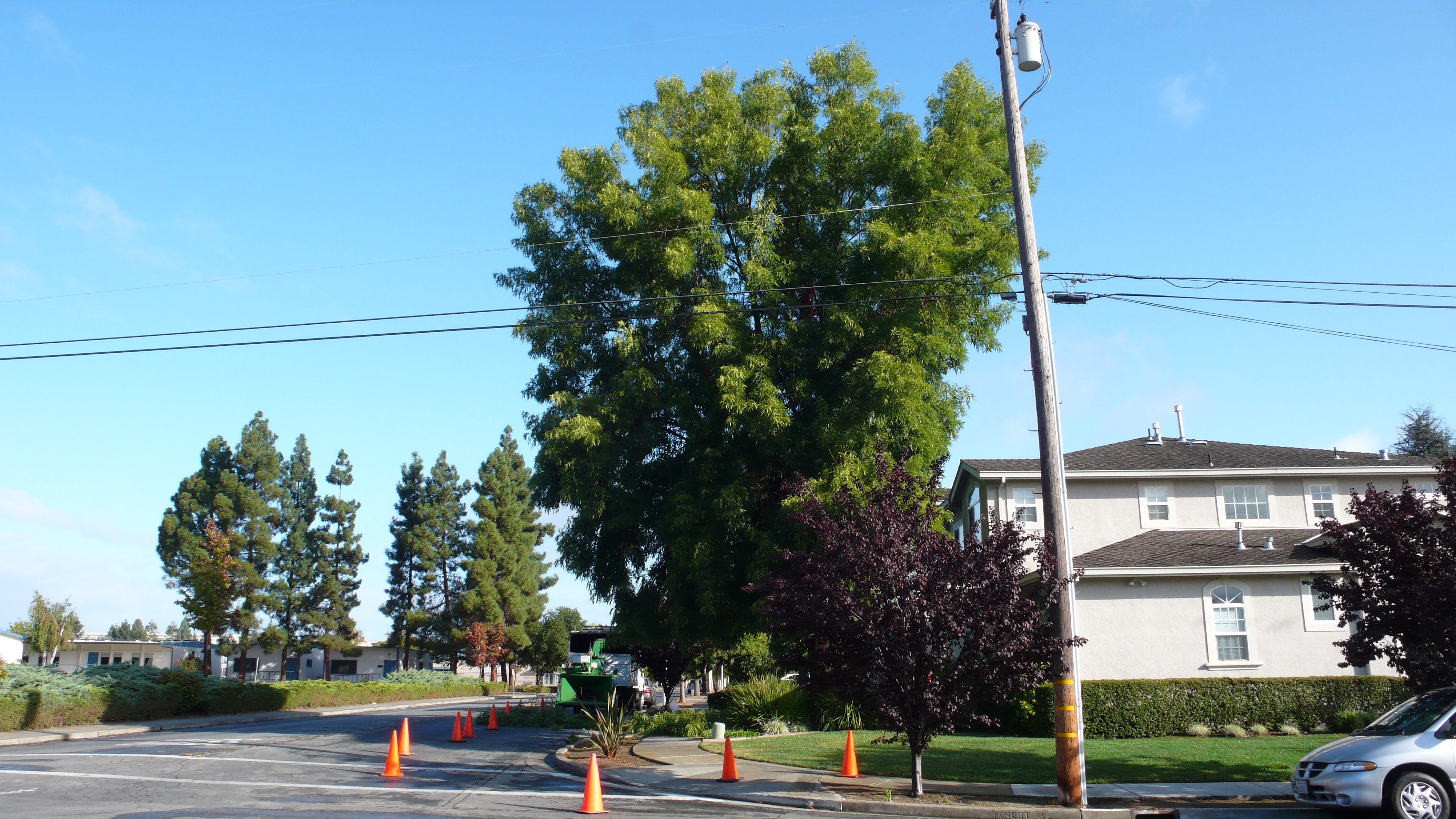 Modesto Ash Thinning