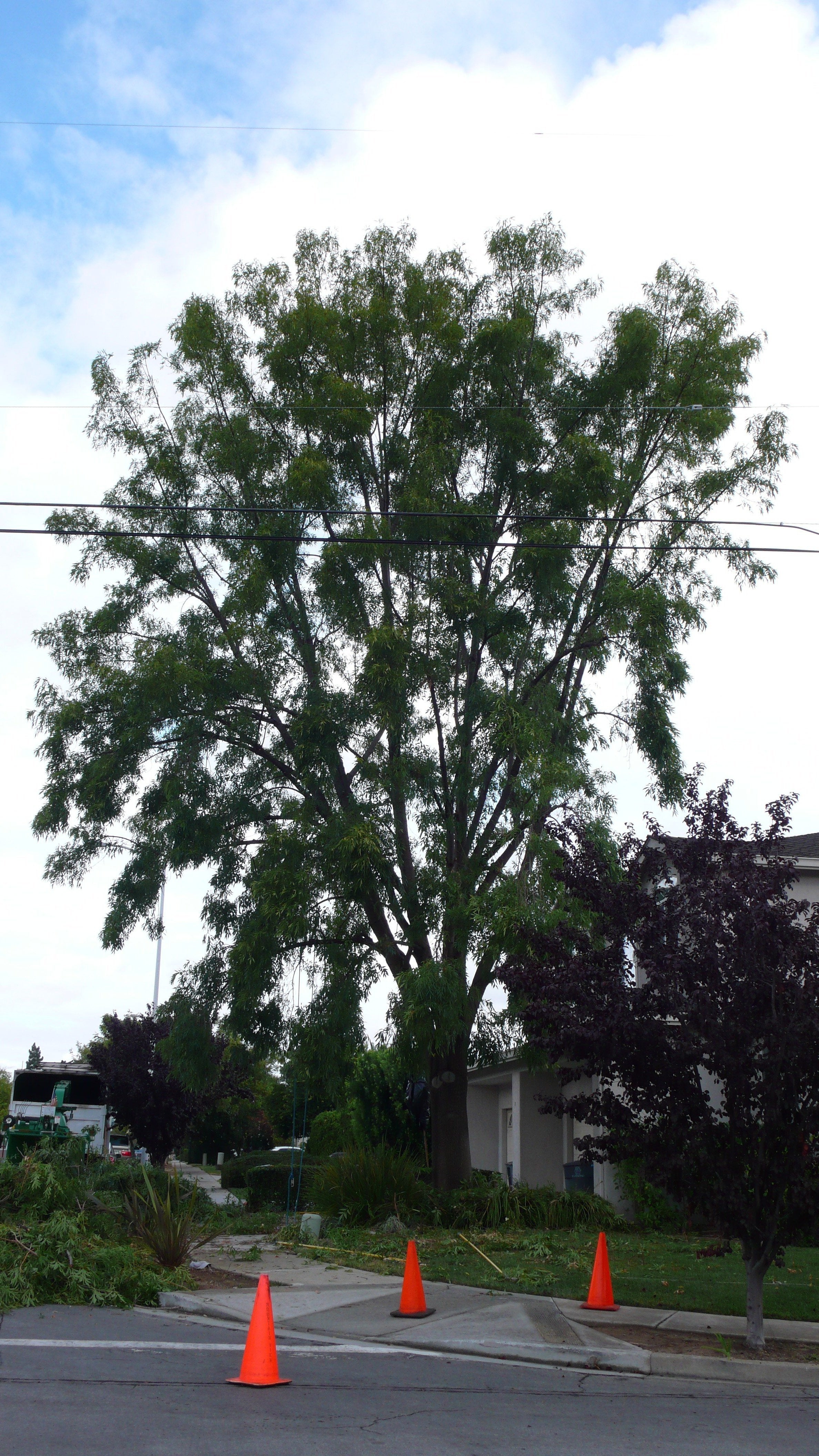 Modesto Ash Thinning