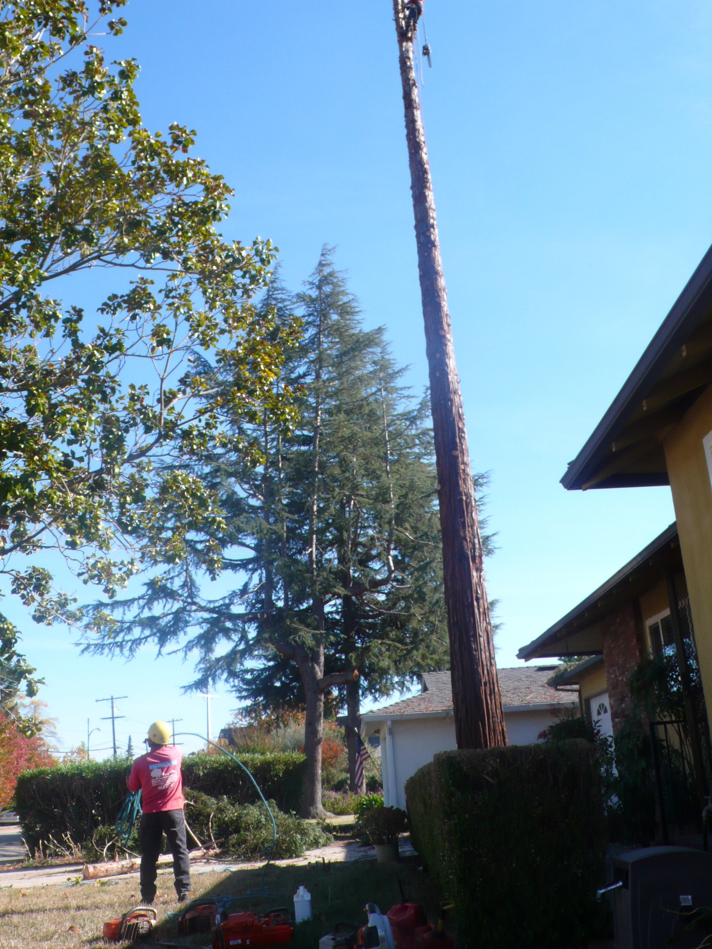 Redwood Removal