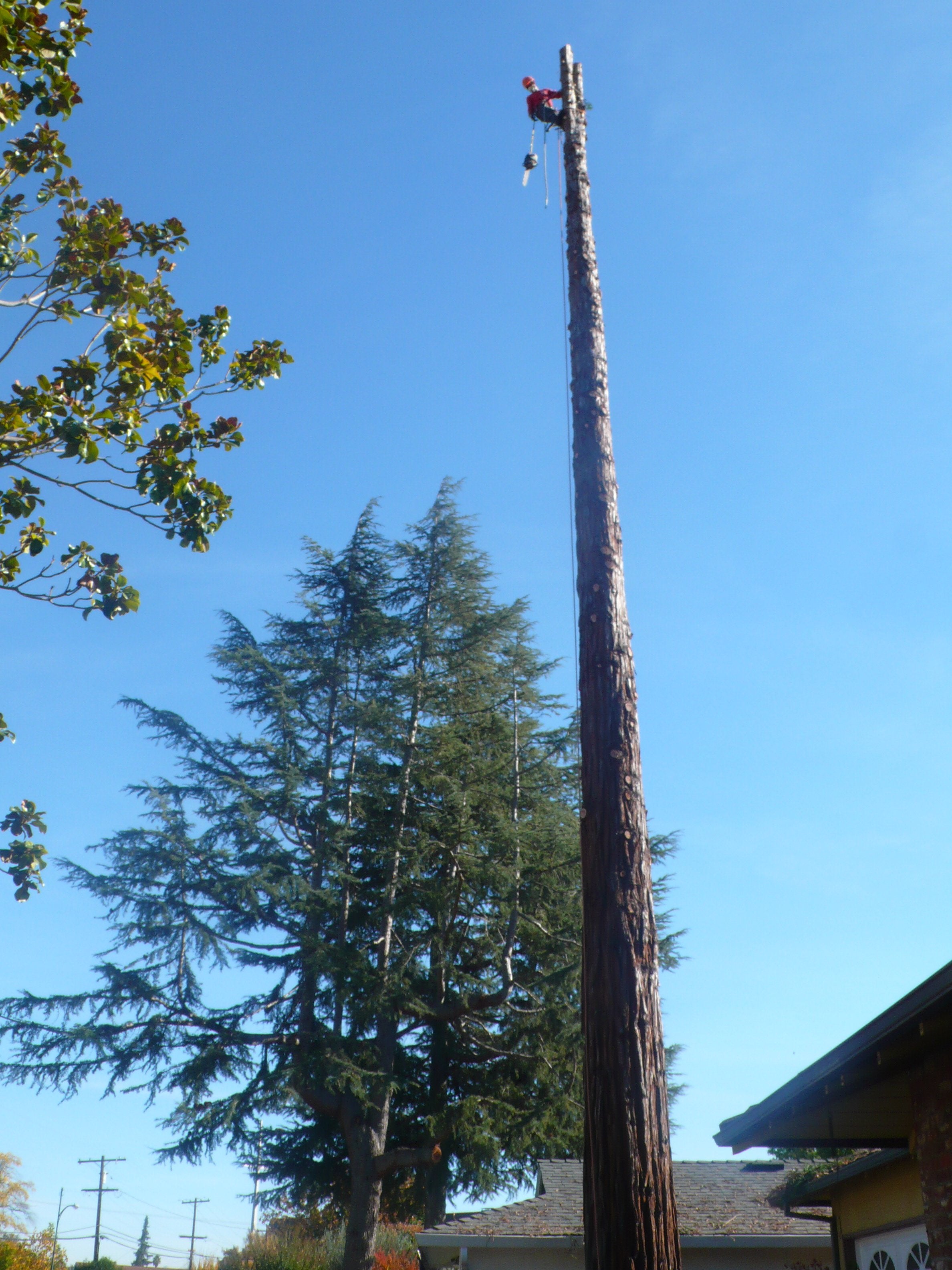 Redwood Removal